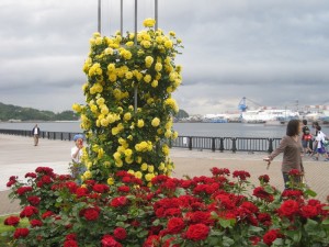 uprawa pnących róż