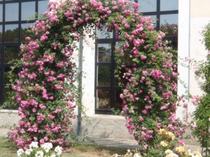 uprawa róż pnących