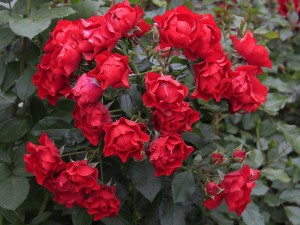 gatunki róż czerwonych