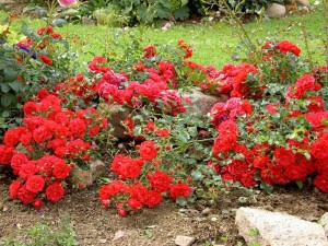 gatunki róz okrywowych