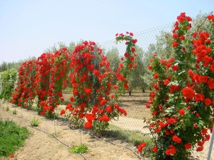 gatunki róz pnących