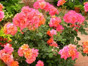 gatunki róz rabatowych