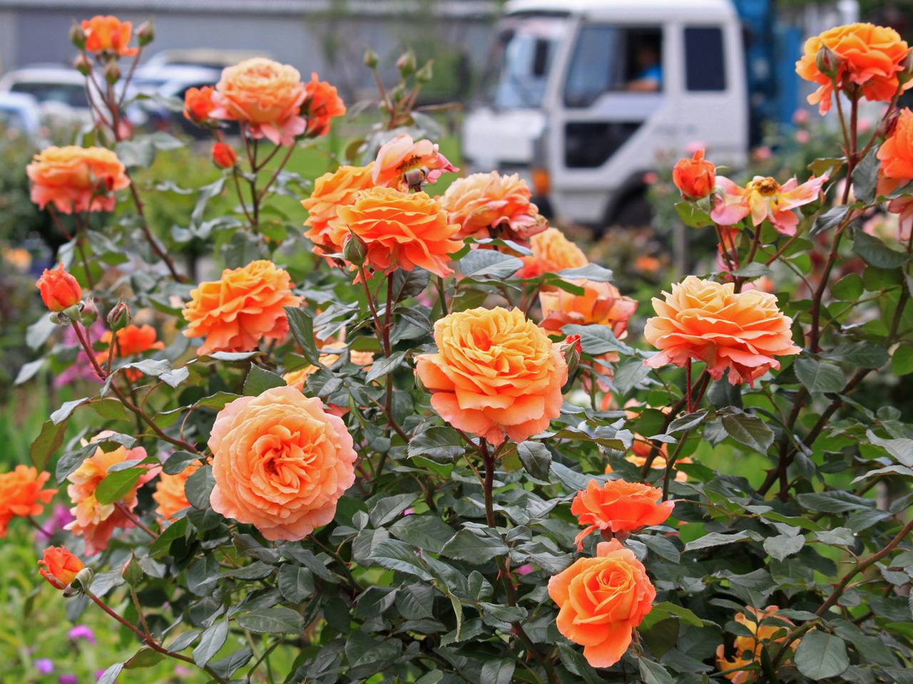 gatunki róz pomarańczowych