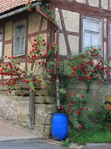 róże odmiany pnące