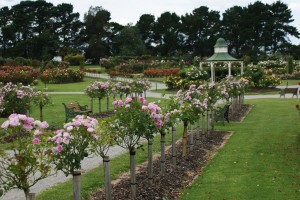 piękne róże pienne