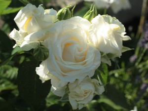 polska róża Chopin