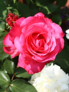 polska róża Venrosa