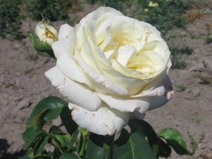 Chopin polska róża wielkokwiatowa