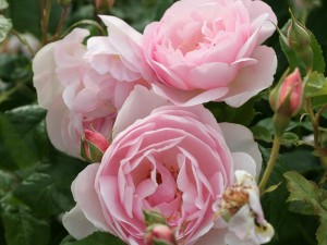 róże bezkolcowe Heritage