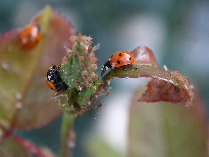 mszyce szkodniki róż