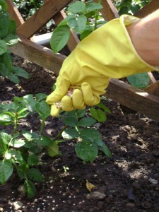 nawożenie i pielęgnacja róż pnących