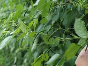 nimułka różana szkodnik róż