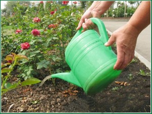 pielęgnacja róż pnących