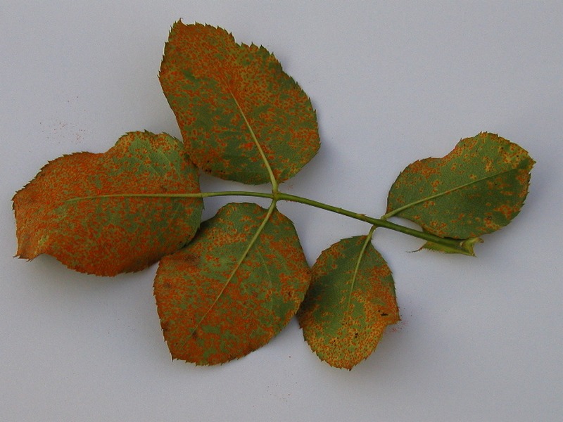 rdza róż jak wyglada