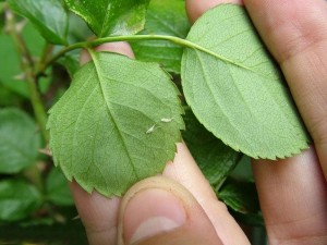 skoczek różany szkodnik róży