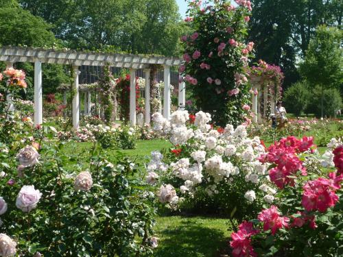 konkurs róż - Festival Mondial des Roses a' Lyon