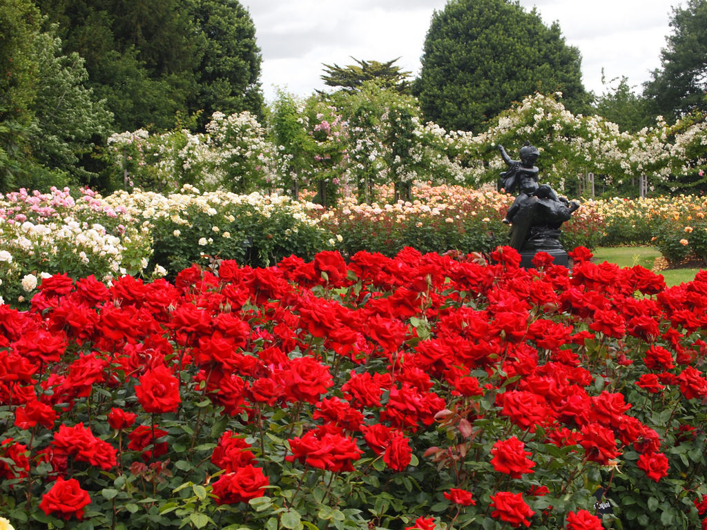 Róże królowe ogrodów