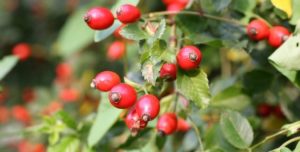 różane kulinaria owoce dzikiej róży