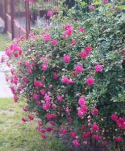 odmiana Super Excelsa