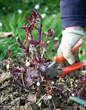 wiosenne porządki wśród róż - cięcie