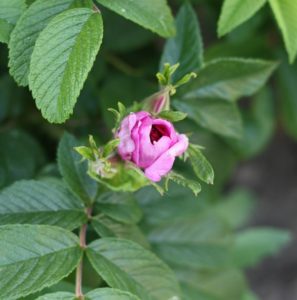 kiedy kwitną róże - pierwsze pąki