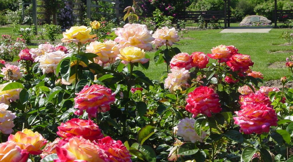 Róże wielkokwiatowe - bogactwo zapachów i kolorów