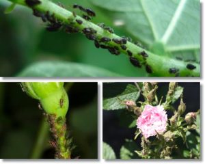 szkodniki atakujące róże - mszyce