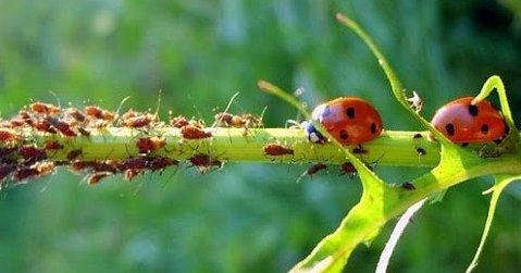 szkodniki atakujące róże - mszyce