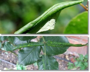 szkodniki atakujące róże - nimułka różana