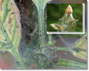 szkodniki atakujące róże - przędziorek