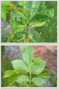 szkodniki atakujące róże - skoczek