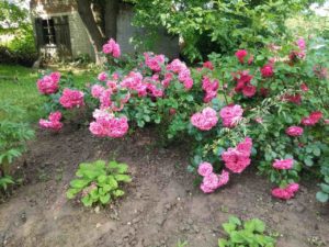 Jaka gleba jest najlepsza dla róż