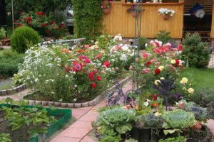 jak przygotować glebę do sadzenia róż