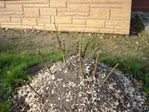 kopczyki na różach