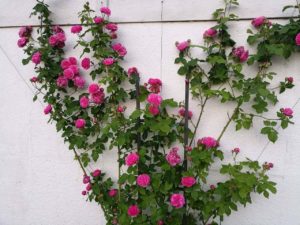 historyczne róże Isaac Pereire