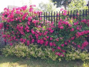 róże pnące super excelsa