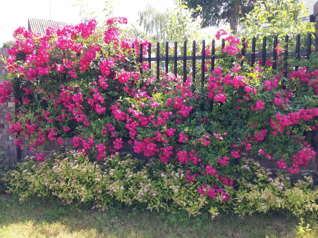 róże pnące super excelsa