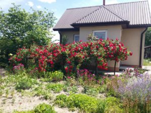 stanowisko dla róż