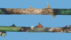 Szara Pleśń róży