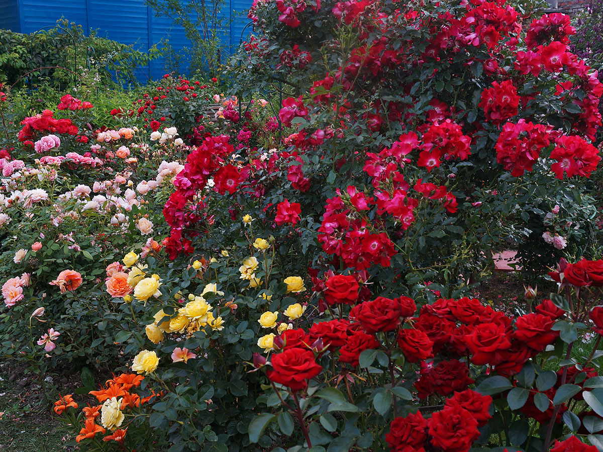 róże z allegro
