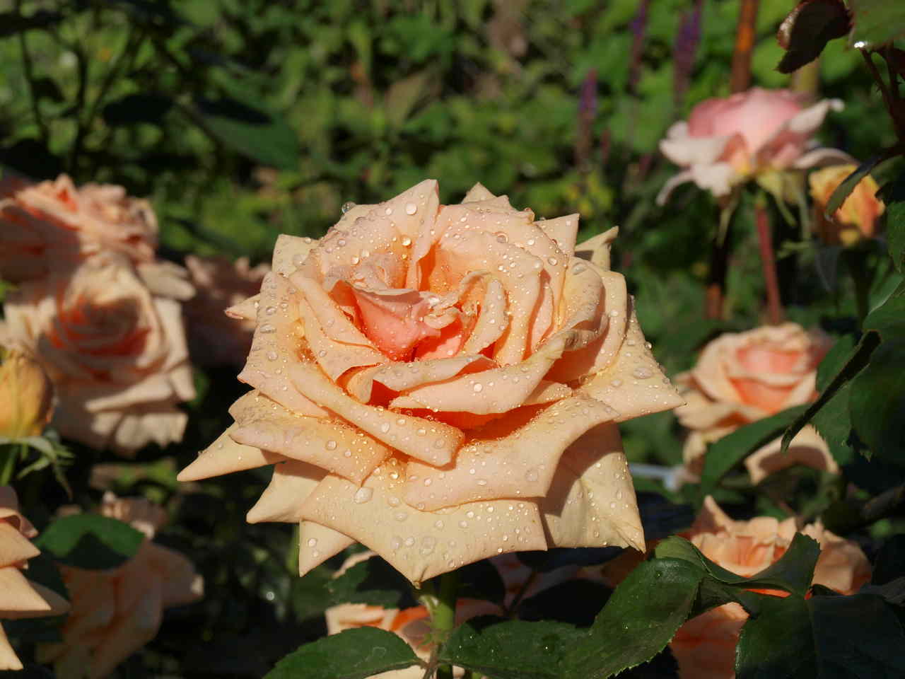 róża choroby zakaźne