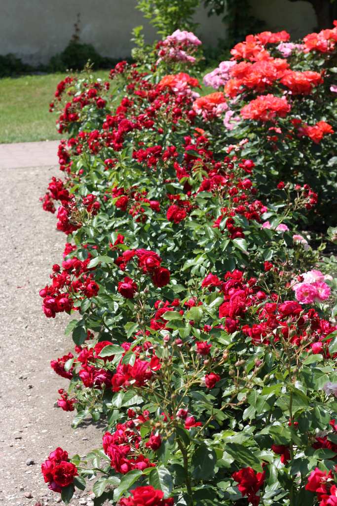 uprawa sadzonek róż