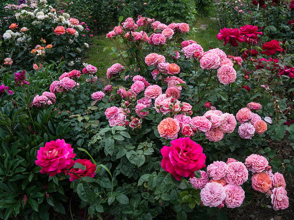 róże wielokwiatowe w ogrodzie