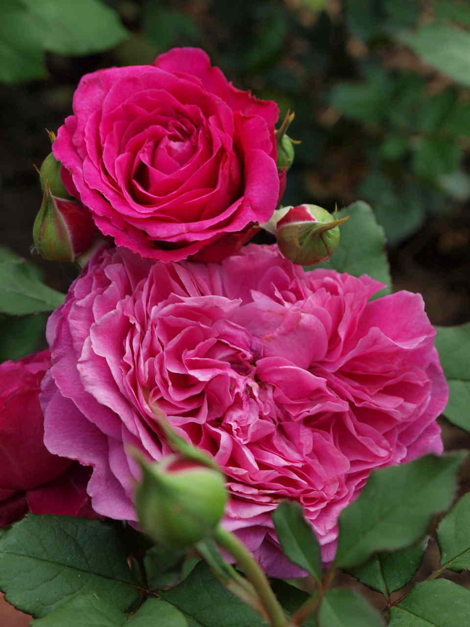 krzewy róż dla początkujących