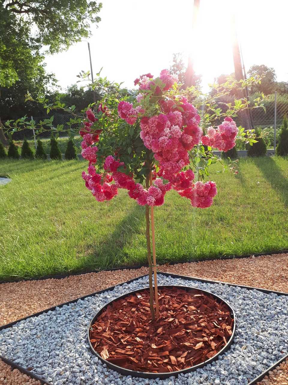 różana rabata konkurs