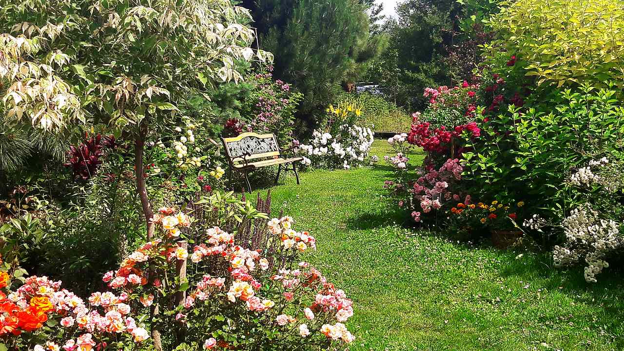 najpiękniejsze róże najpiękniejsze róże