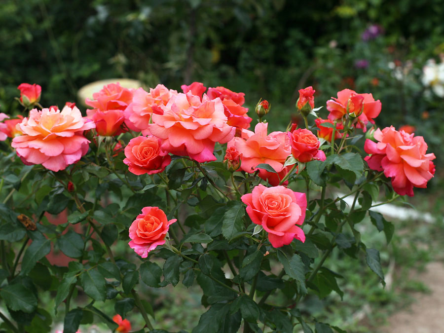 Róże ogrodowe – od przesyłki, aż do pięknych kwiatów