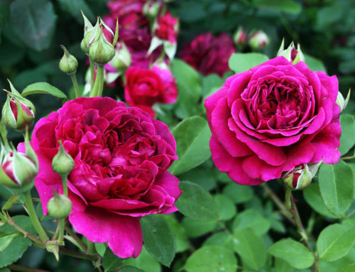 Róże doniczkowe – uprawa od A do Z