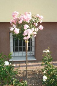 jak przycinać róże na pniu