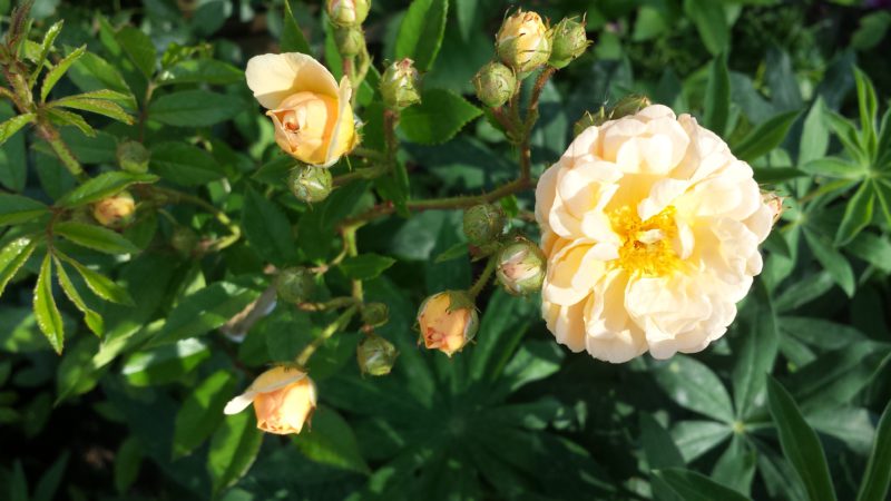 ghislaine de feligonde róża pnąca
